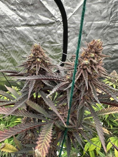 Spring 2026 Grow. Week 15