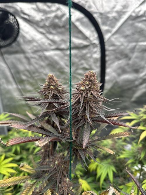 Spring 2026 Grow. Week 15