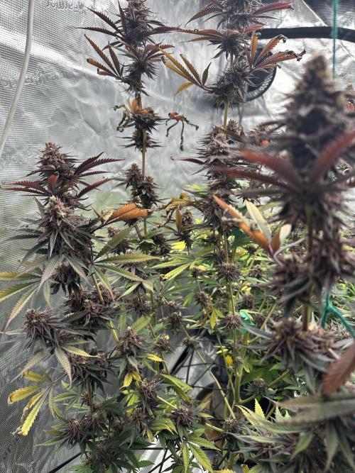 Spring 2026 Grow. Week 15