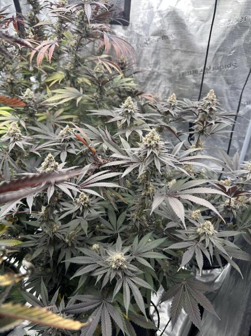 Spring 2026 Grow. Week 15