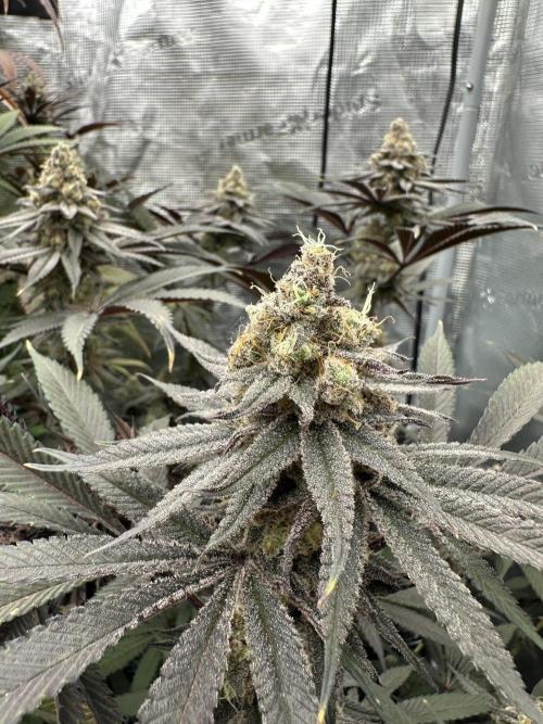 Spring 2026 Grow. Week 15