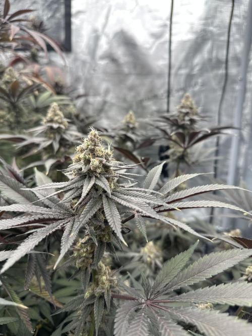 Spring 2026 Grow. Week 15