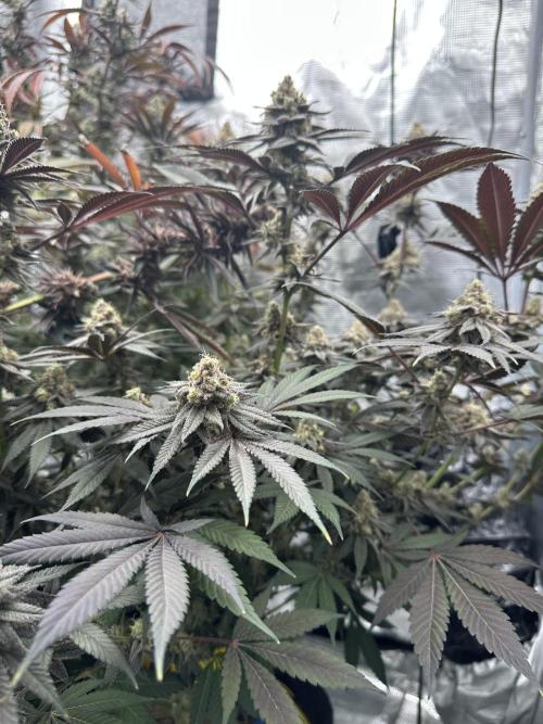 Spring 2026 Grow. Week 15