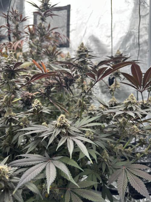 Spring 2026 Grow. Week 15