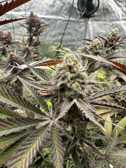 Spring 2026 Grow. Week 15