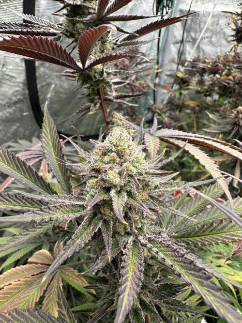 Spring 2026 Grow. Week 15