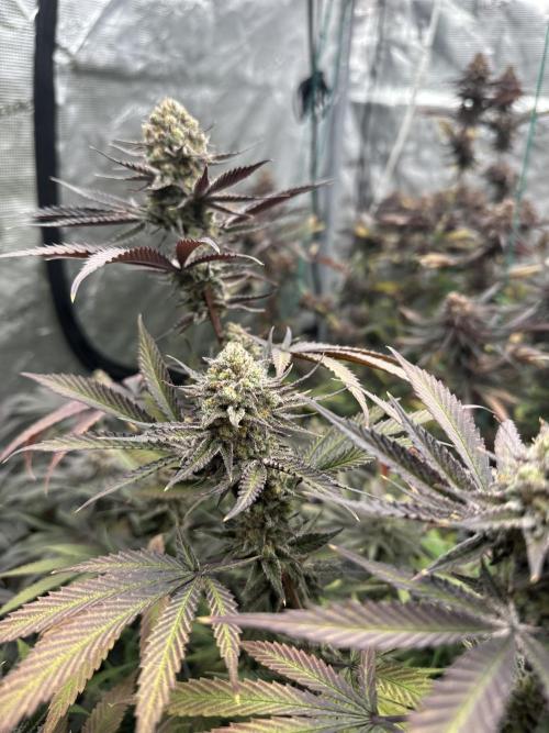 Spring 2026 Grow. Week 15