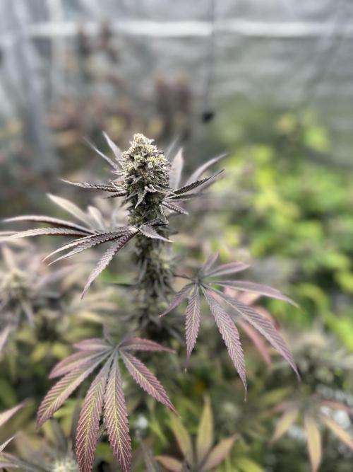 Spring 2026 Grow. Week 15