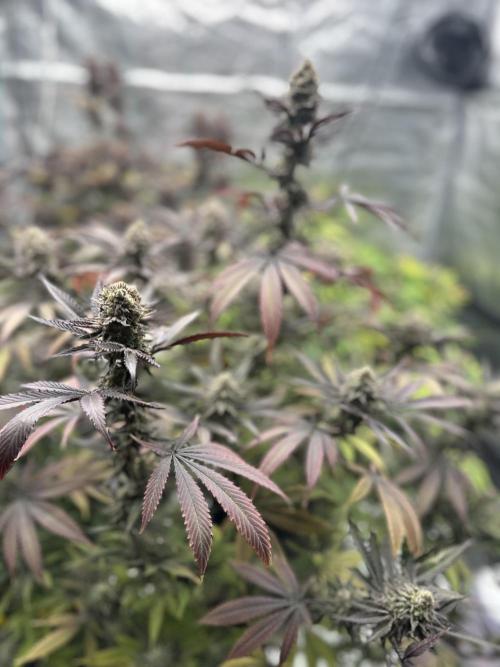Spring 2026 Grow. Week 15