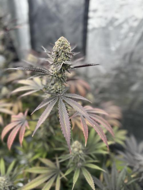 Spring 2026 Grow. Week 15