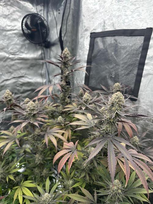 Spring 2026 Grow. Week 15