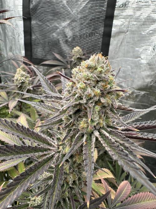 Spring 2026 Grow. Week 15