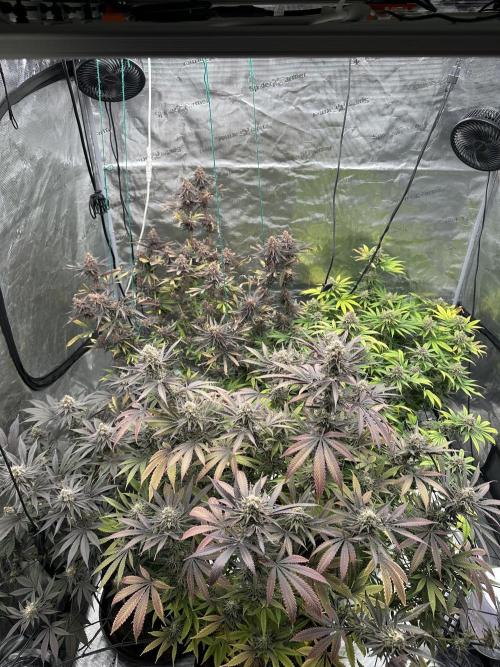 Spring 2026 Grow. Week 15