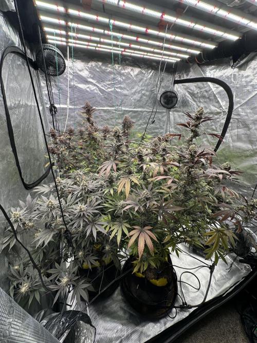 Spring 2026 Grow. Week 15