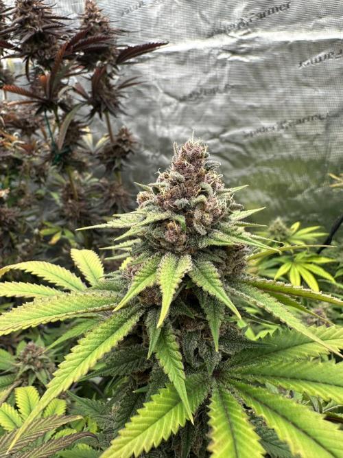 Spring 2026 Grow. Week 15