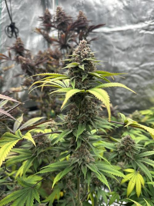Spring 2026 Grow. Week 15
