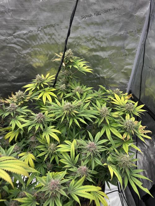 Spring 2026 Grow. Week 15