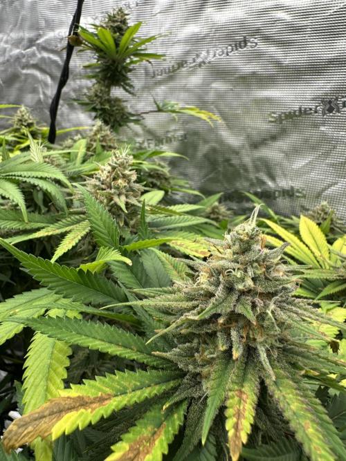 Spring 2026 Grow. Week 15