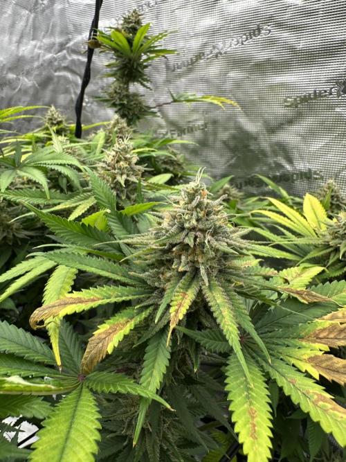 Spring 2026 Grow. Week 15