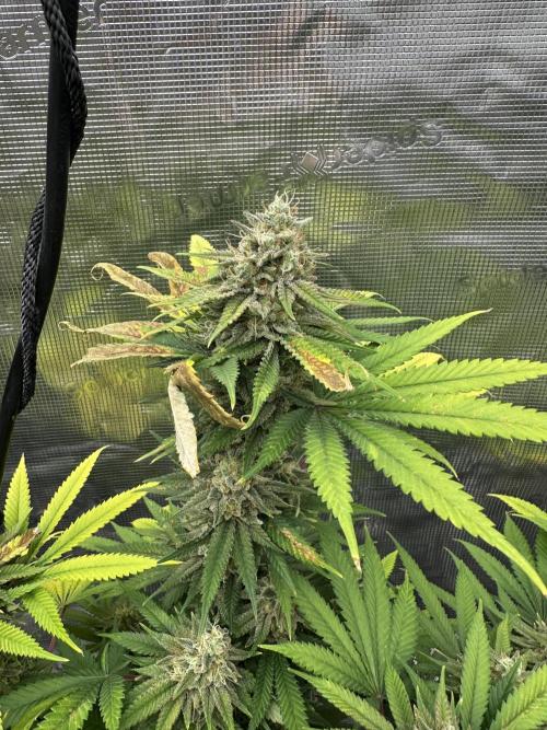 Spring 2026 Grow. Week 15