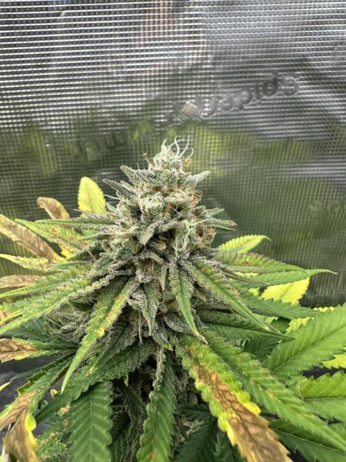Spring 2026 Grow. Week 15