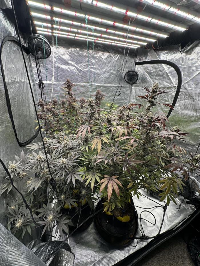 Spring 2026 Grow. Week 15