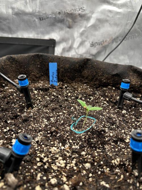 Fall 2026 Grow. Week 1