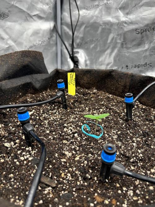 Fall 2026 Grow. Week 1
