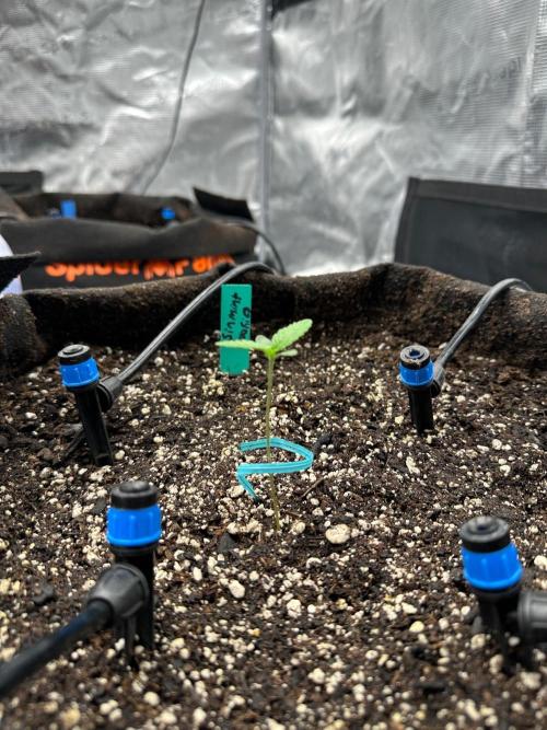 Fall 2026 Grow. Week 1