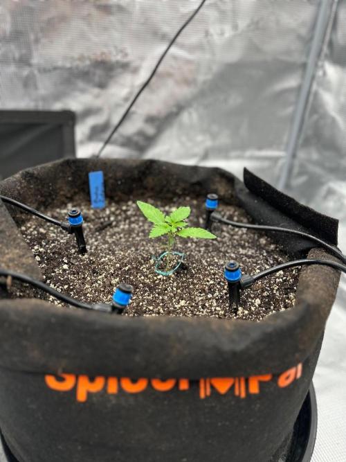 Fall 2026 Grow. Week 2