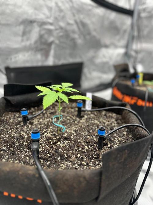 Fall 2026 Grow. Week 2