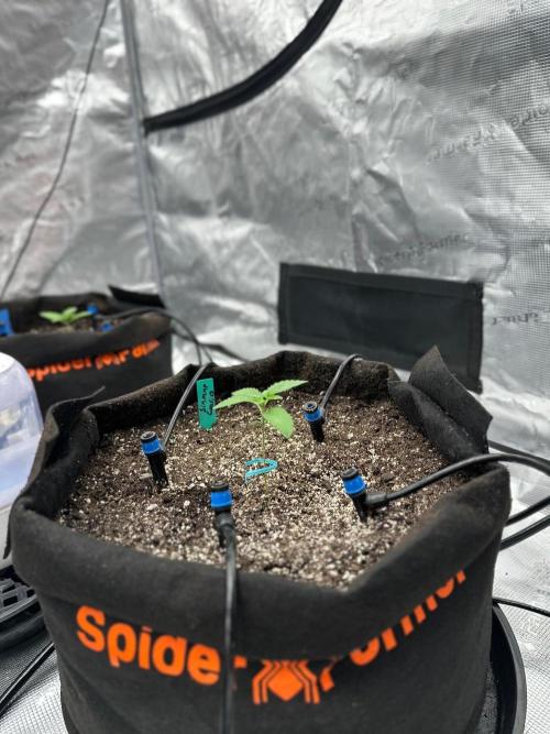 Fall 2026 Grow. Week 2