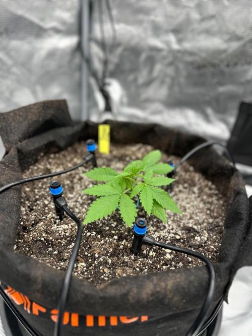 Fall 2026 Grow. Week 3