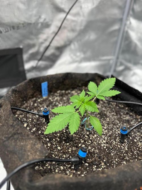 Fall 2026 Grow. Week 3