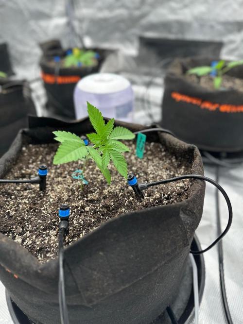 Fall 2026 Grow. Week 3