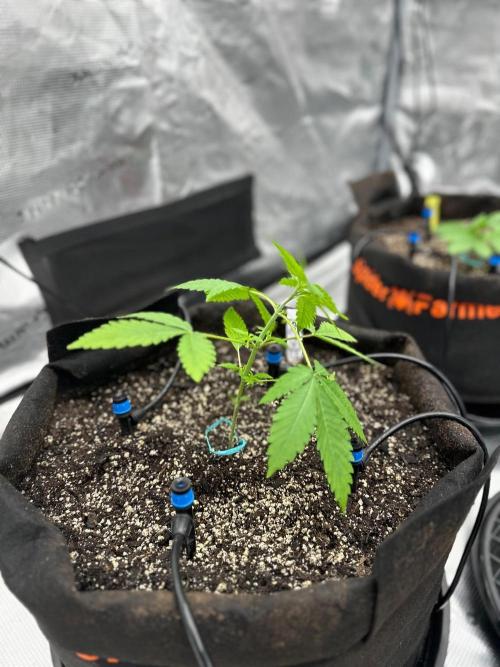 Fall 2026 Grow. Week 3