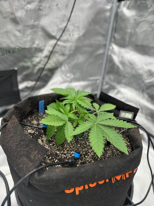 Fall 2026 Grow. Week 4