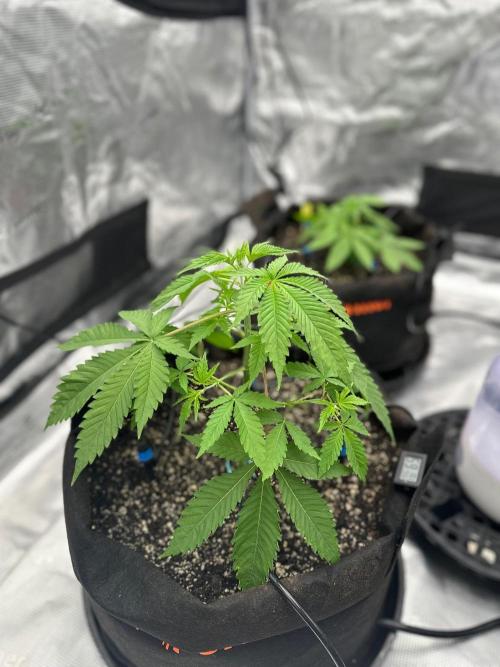 Fall 2026 Grow. Week 4