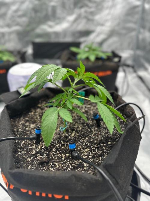 Fall 2026 Grow. Week 4