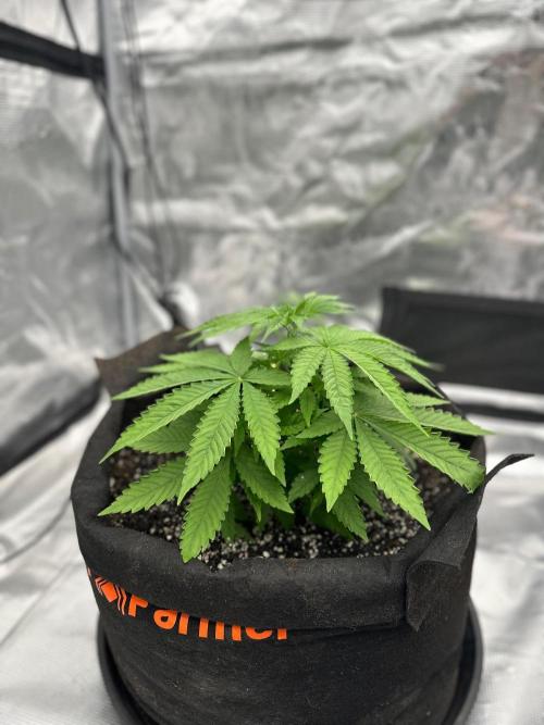 Fall 2026 Grow. Week 5