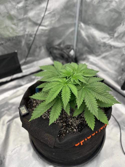 Fall 2026 Grow. Week 5