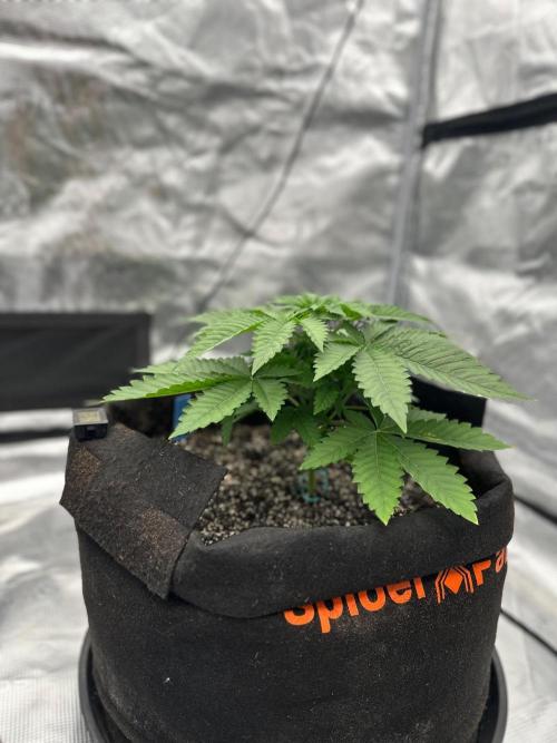 Fall 2026 Grow. Week 5