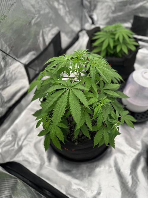 Fall 2026 Grow. Week 5