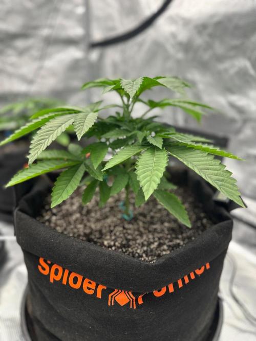 Fall 2026 Grow. Week 5