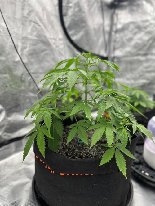 Fall 2026 Grow. Week 5