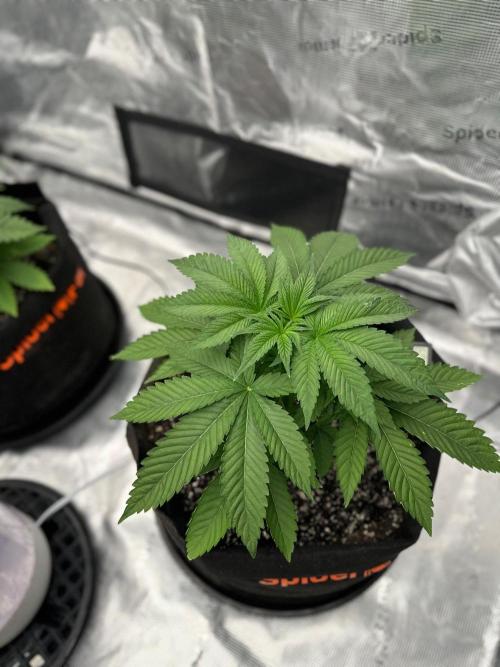 Fall 2026 Grow. Week 5