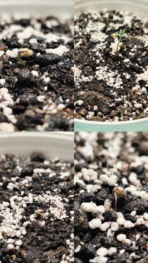 Happy Ak-47. Week 0 - 2ml fabio