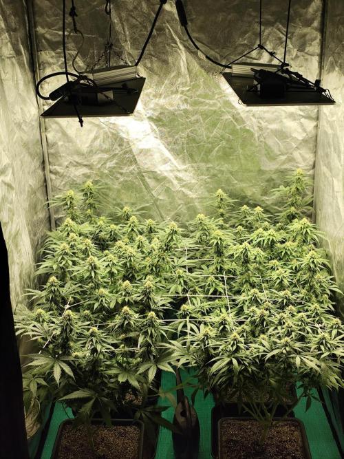 Happy Ak-47. Week 5