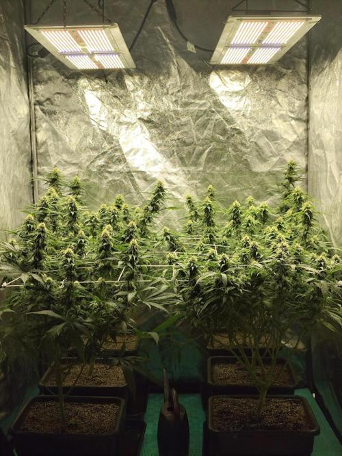 Happy Ak-47. Week 5