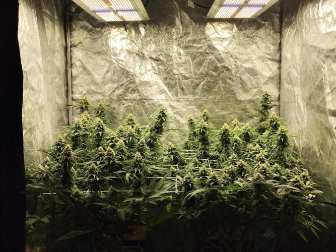 Happy Ak-47. Week 6